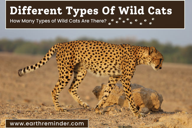 24 Different Types of Wild Cats